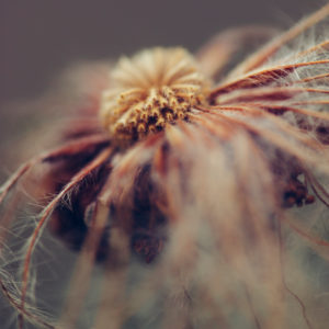 Blossom in autumn, close-up Blossom in autumn, close-up